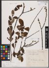 Foto von Salix cinerea L.